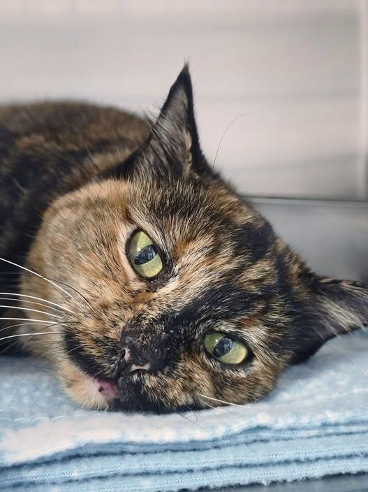 Missy, Adoptable, Senior Female Domestic Short Hair.