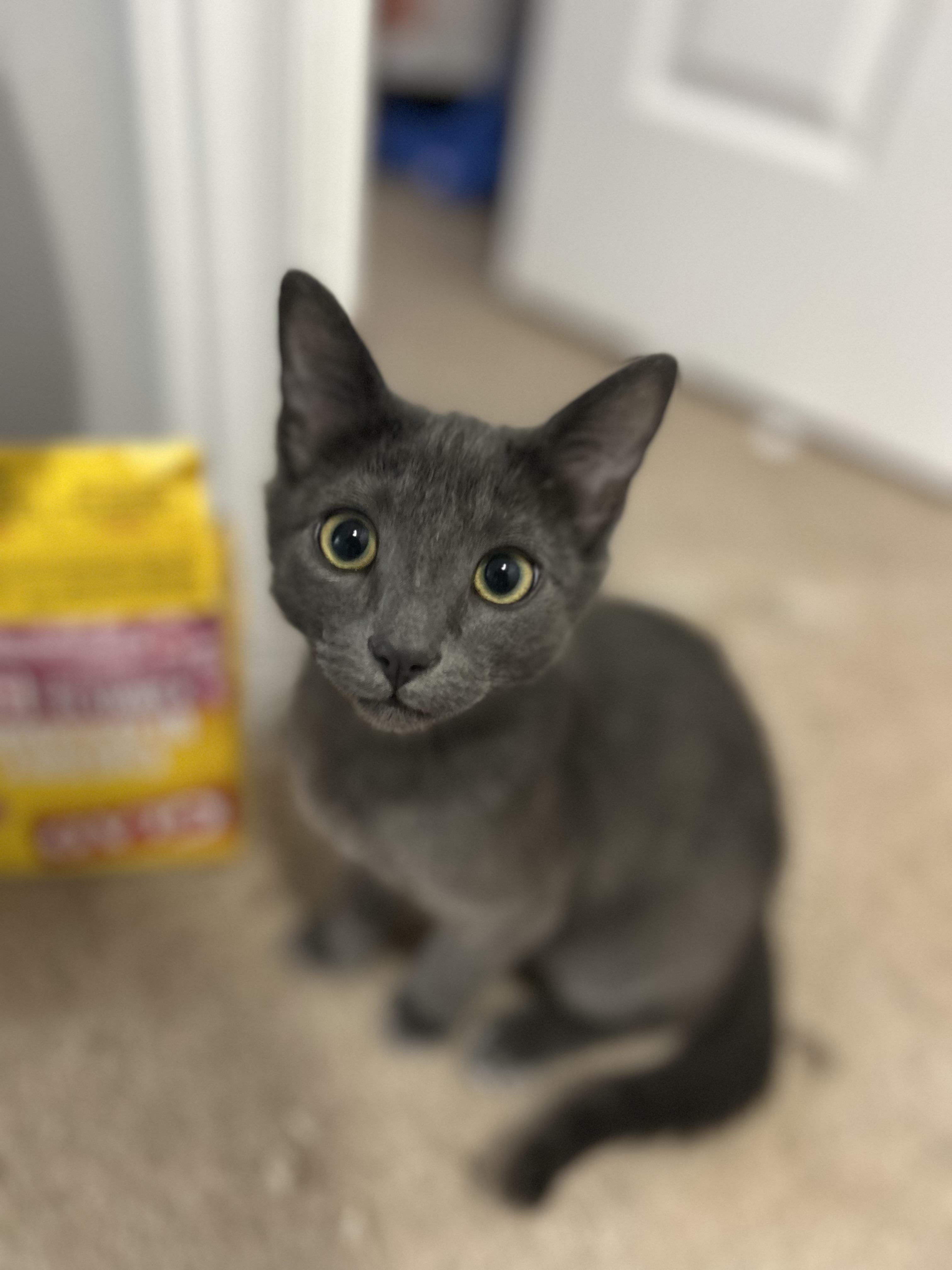 Enlarge DAVID, an adopted Domestic Short Hair in Shakespeare, ON image 1/1