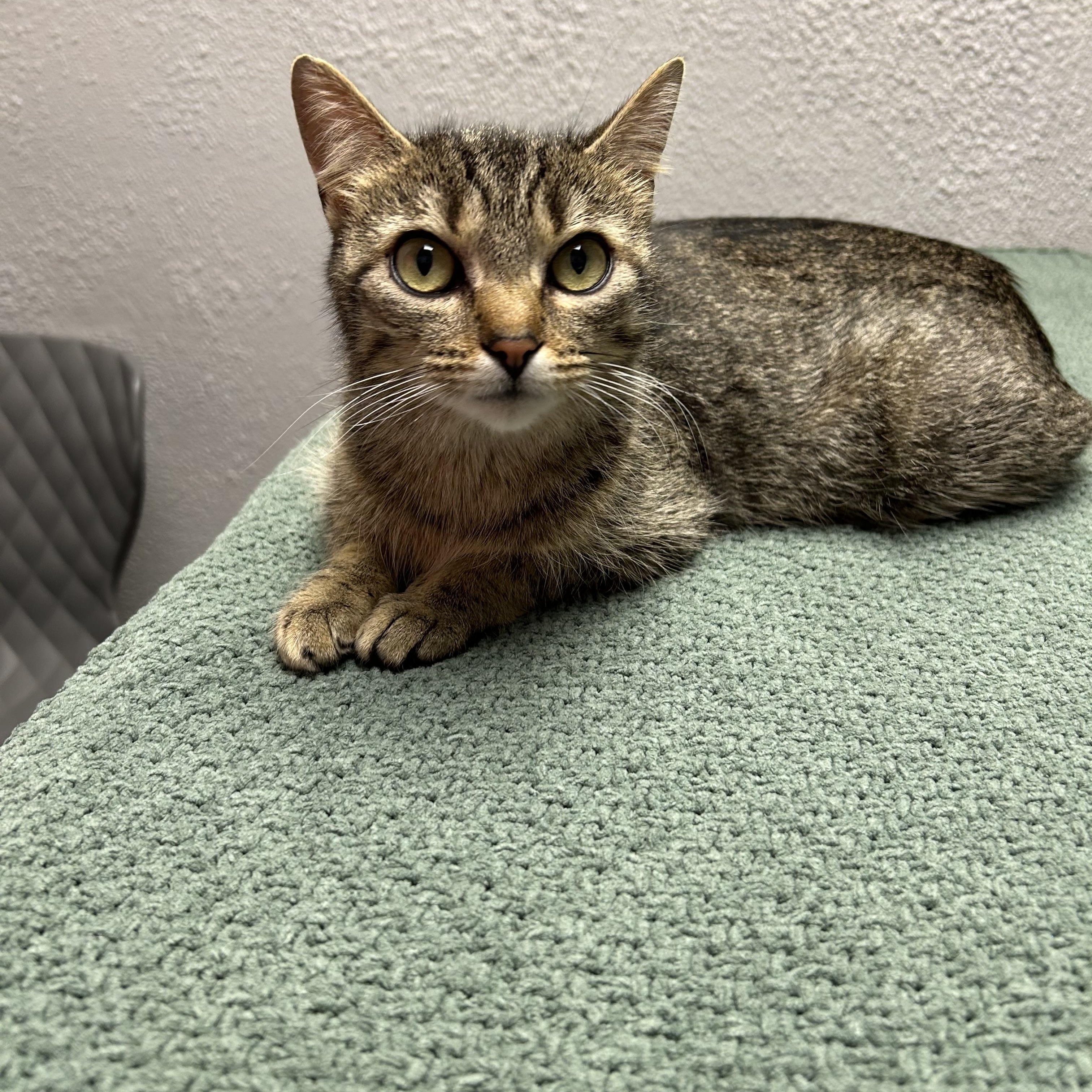 Enlarge Hollywood, a ADOPTABLE Domestic Short Hair in Walker, MI image 4/5