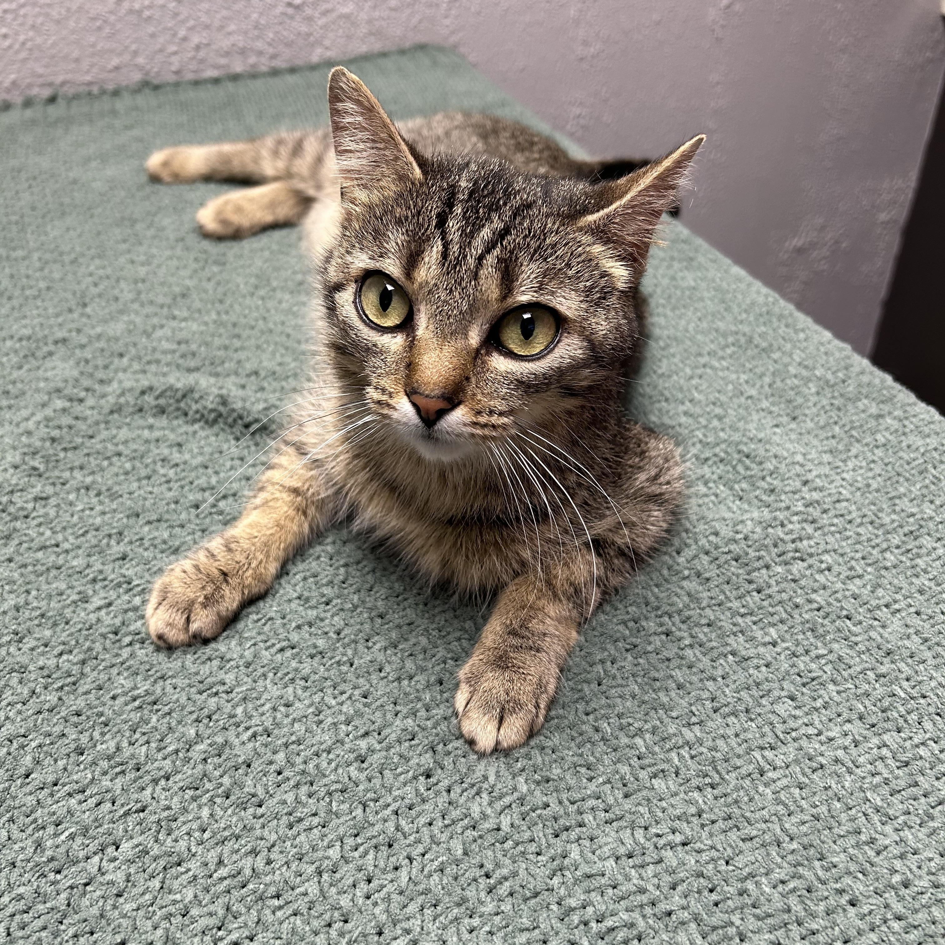 Enlarge Hollywood, a ADOPTABLE Domestic Short Hair in Walker, MI image 2/5