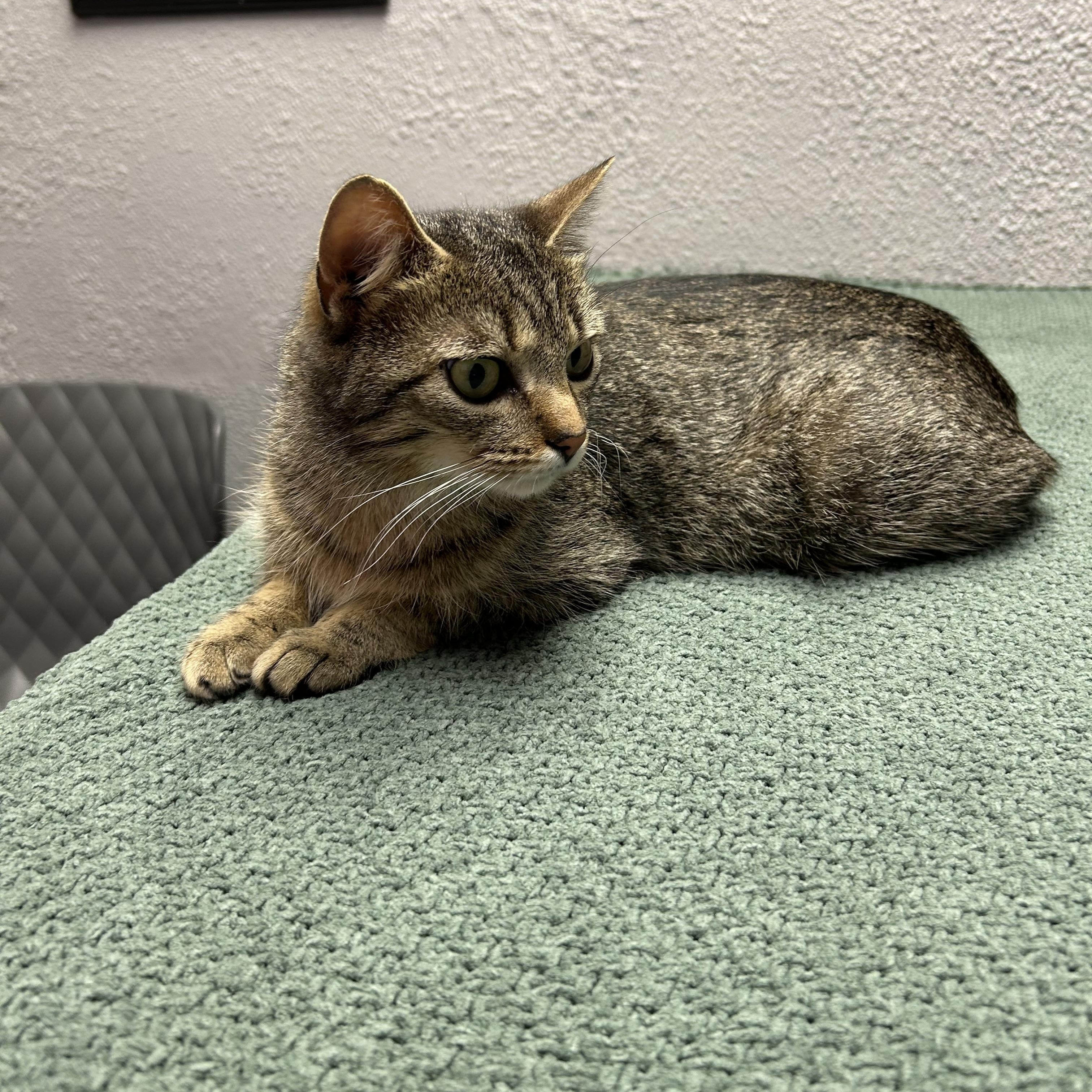 Enlarge Hollywood, a ADOPTABLE Domestic Short Hair in Walker, MI image 3/5