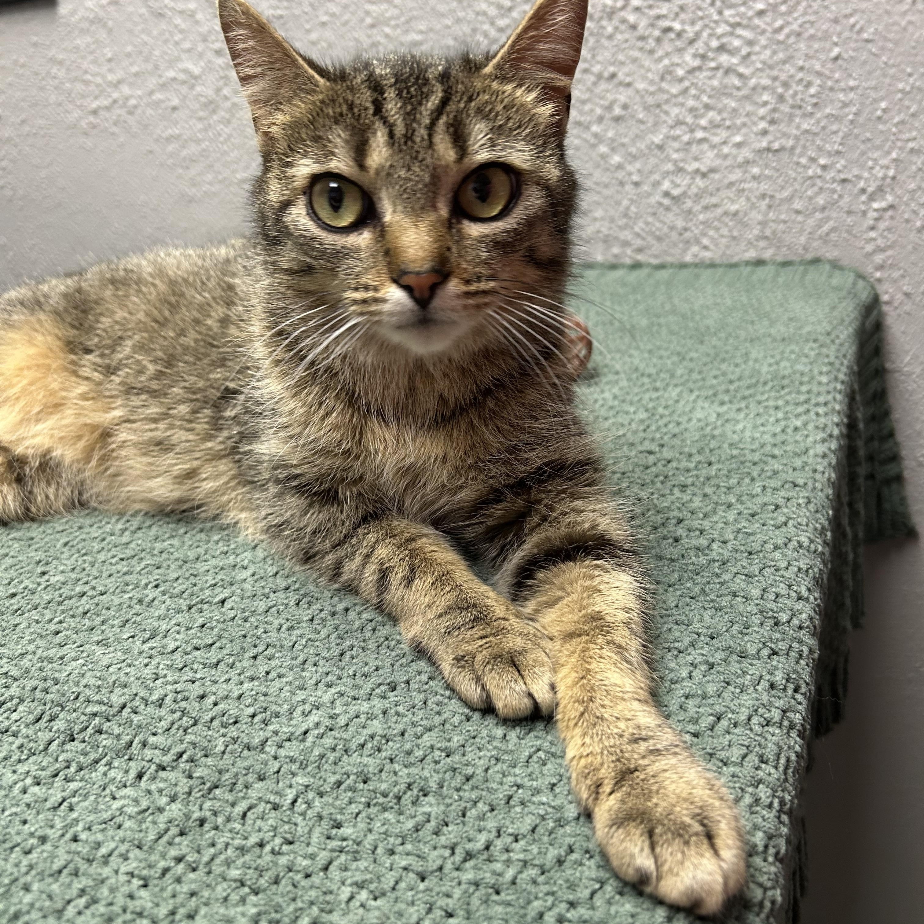 Enlarge Hollywood, a ADOPTABLE Domestic Short Hair in Walker, MI image 1/5