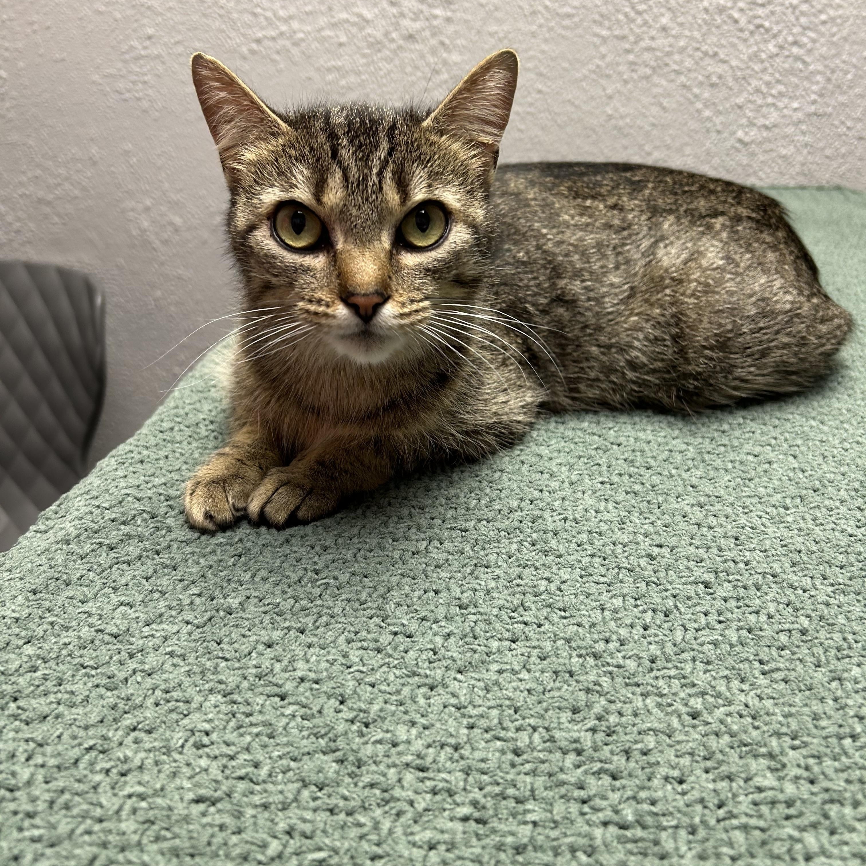 Enlarge Hollywood, a ADOPTABLE Domestic Short Hair in Walker, MI image 5/5