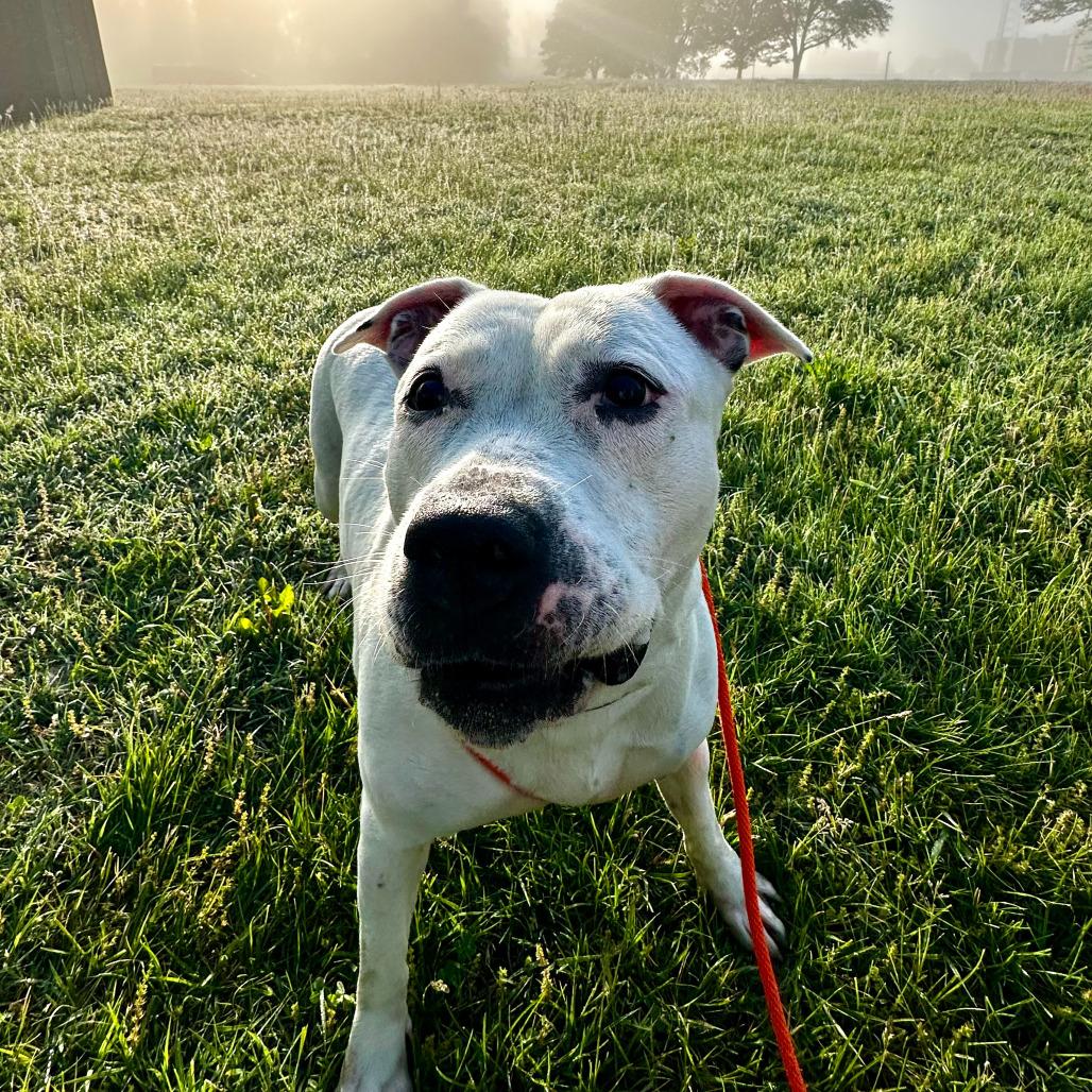 Constance, a Adoptable American Staffordshire Terrier in Grand Rapids, MI image 2/6