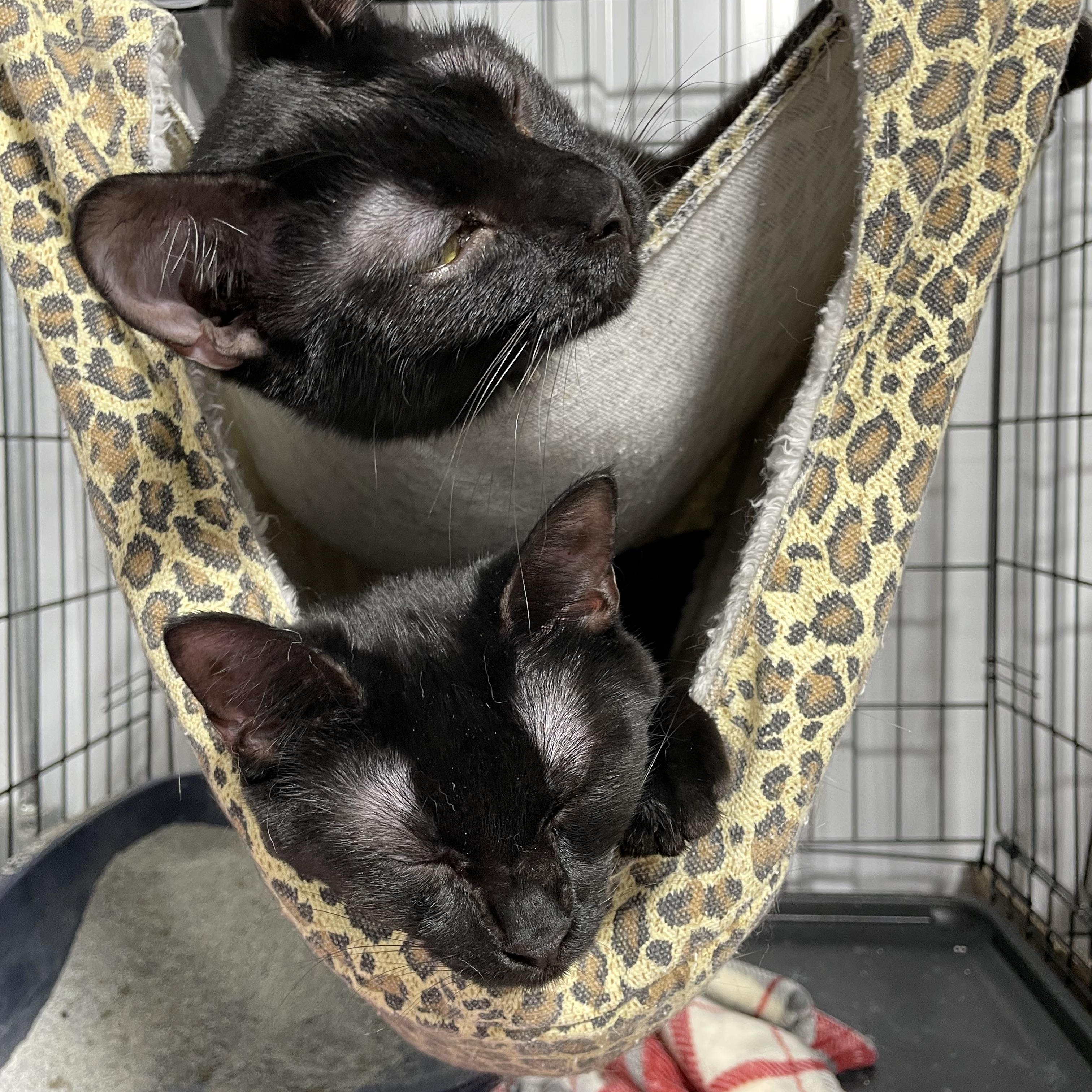 Ben & BeBe, an adoptable Domestic Short Hair in Le Mars, IA, 51031 | Photo Image 1