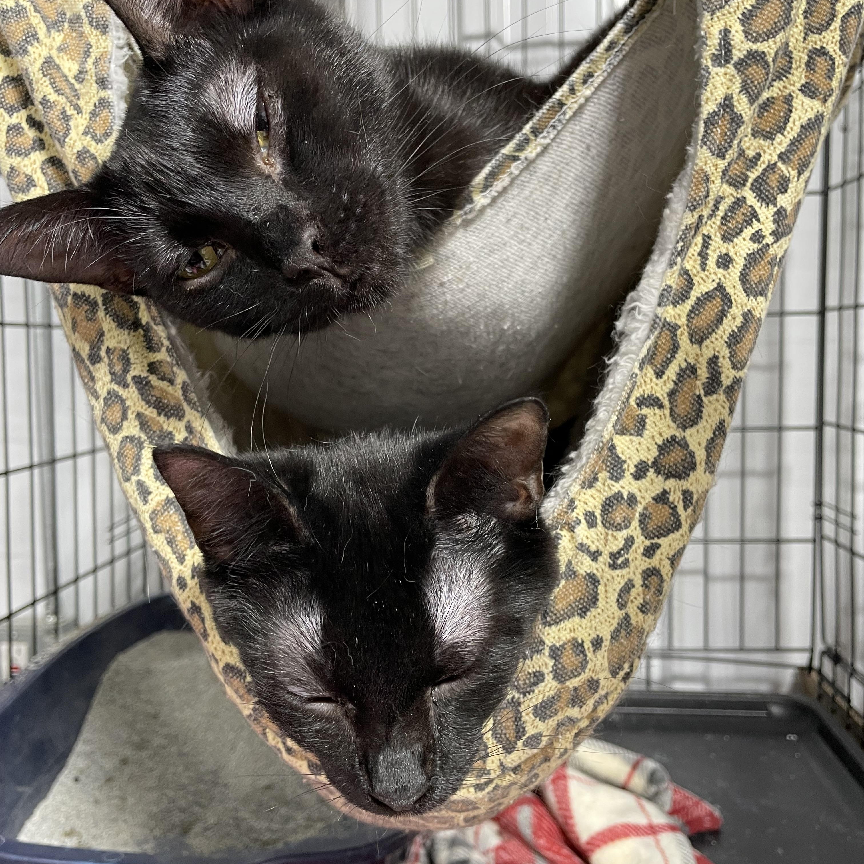 Ben & BeBe, an adoptable Domestic Short Hair in Le Mars, IA, 51031 | Photo Image 2