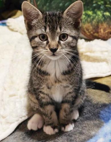 Tiger, a Adoptable Domestic Short Hair in St. Johnsbury, VT image 1/2