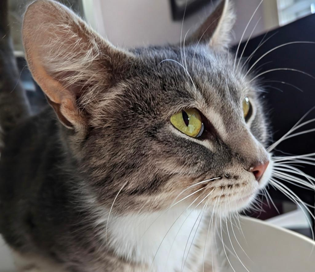 Lotus, a Adoptable mixed breed in Olathe, KS image 1/2
