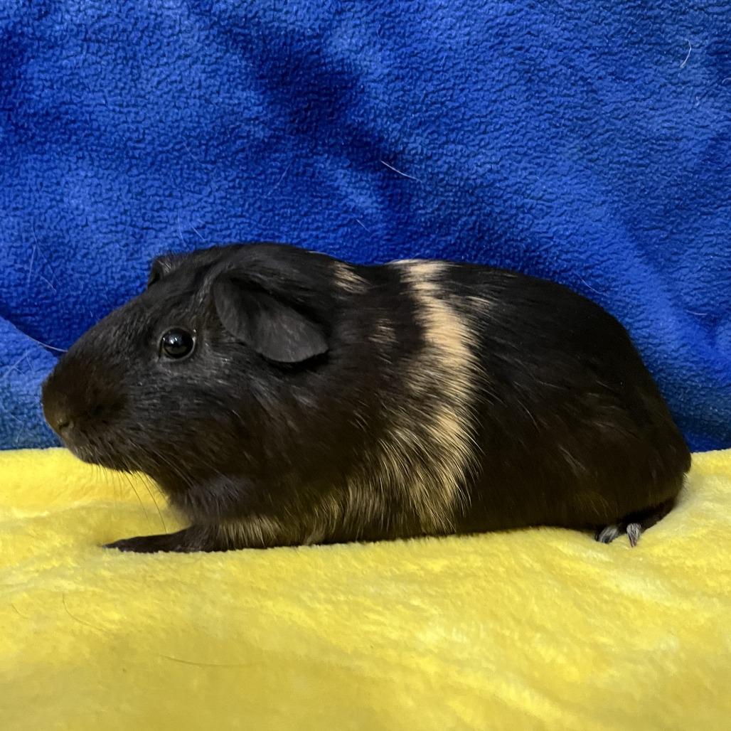 Enlarge Stuart (bonded to Bugsy), a Adoptable Guinea Pig in Decatur, GA image 1/2