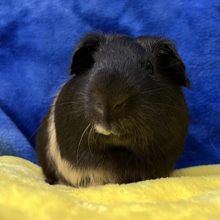 Enlarge Stuart (bonded to Bugsy), a Adoptable Guinea Pig in Decatur, GA image 2/2