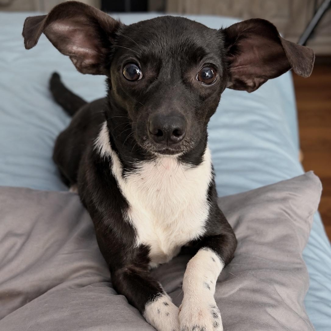 Batman, Adoptable, Young Male Chihuahua.