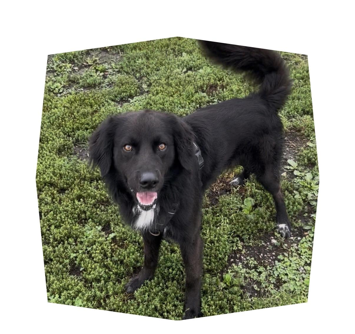 Jake, Adoptable, Adult Male Great Pyrenees & Greater Swiss Mountain Dog.