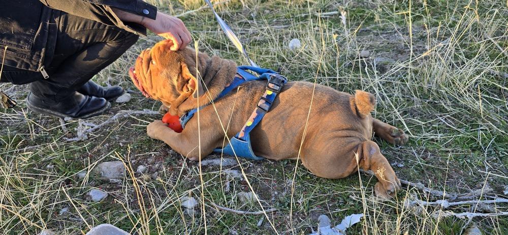 King Ralph, Adopted, Young Male English Bulldog.