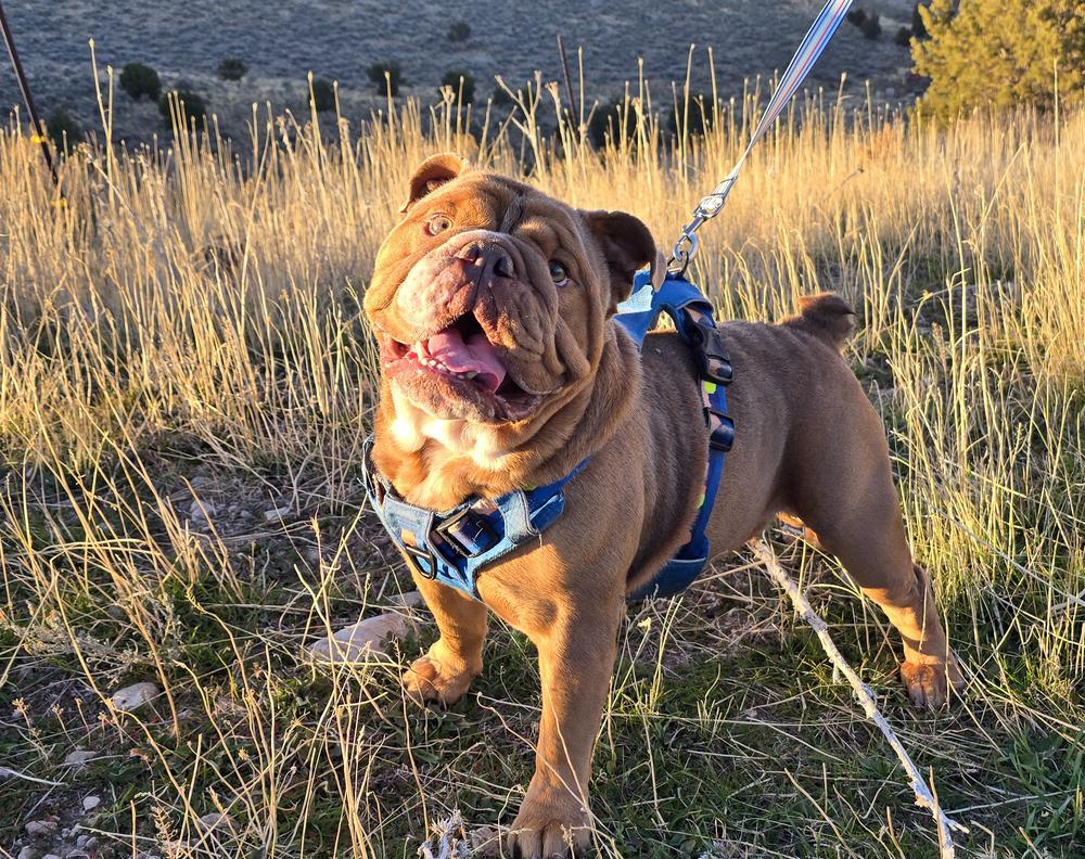 Enlarge King Ralph, a Adopted mixed breed in Herriman, UT image 2/4