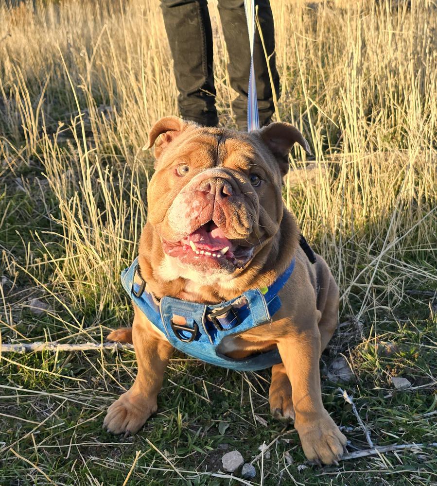 Enlarge King Ralph, a Adopted mixed breed in Herriman, UT image 3/4