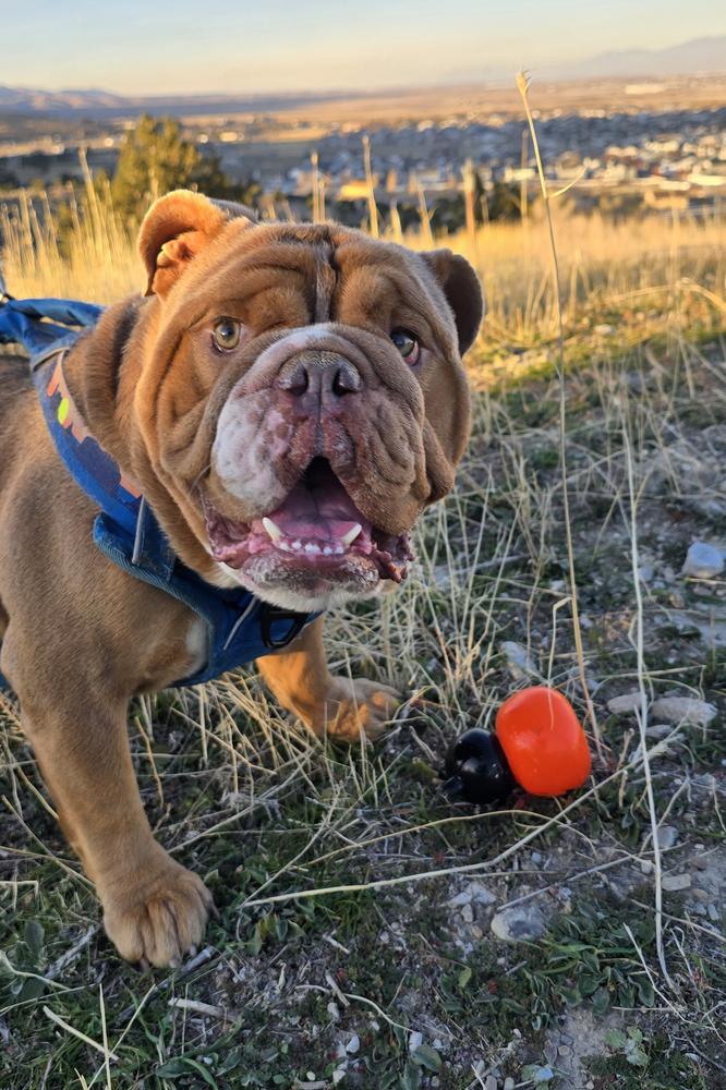 Enlarge King Ralph, a Adopted mixed breed in Herriman, UT image 4/4