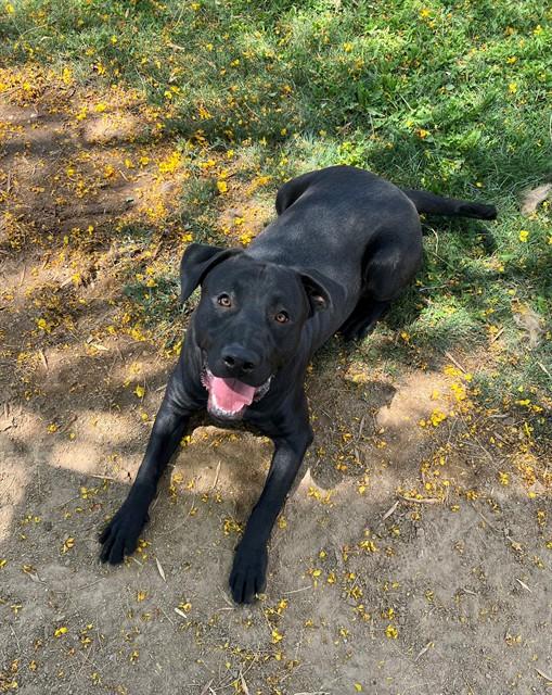 PRINCE, Adoptable, Young Male Labrador Retriever & Mixed Breed.