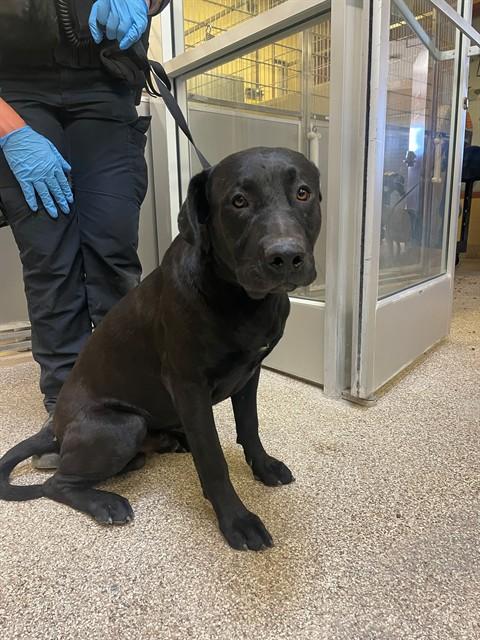 Enlarge PRINCE, a Adoptable mixed breed in Blythe, CA image 1/1
