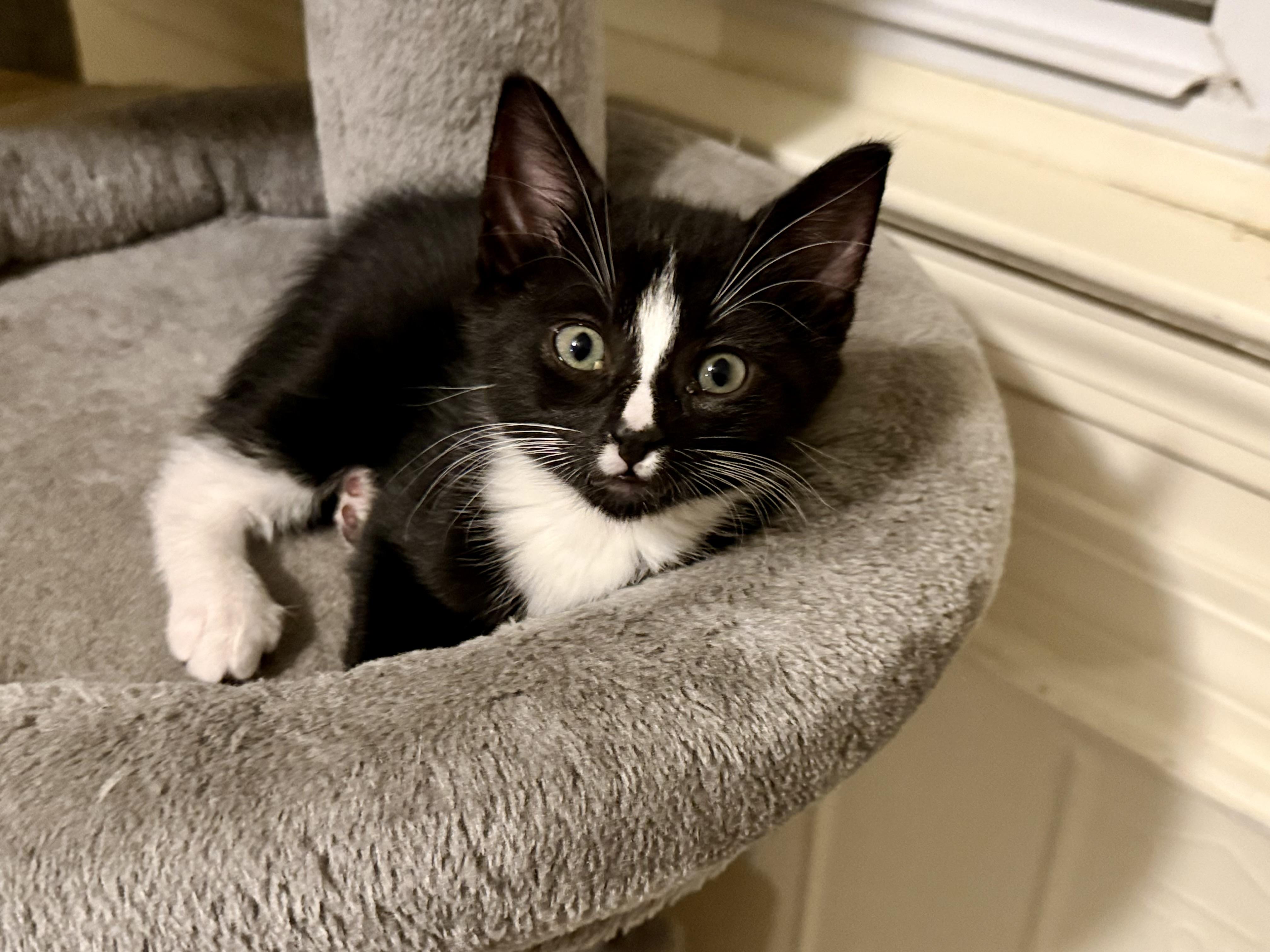 Ludo and Louie, Adopted, Kitten Male Domestic Short Hair.