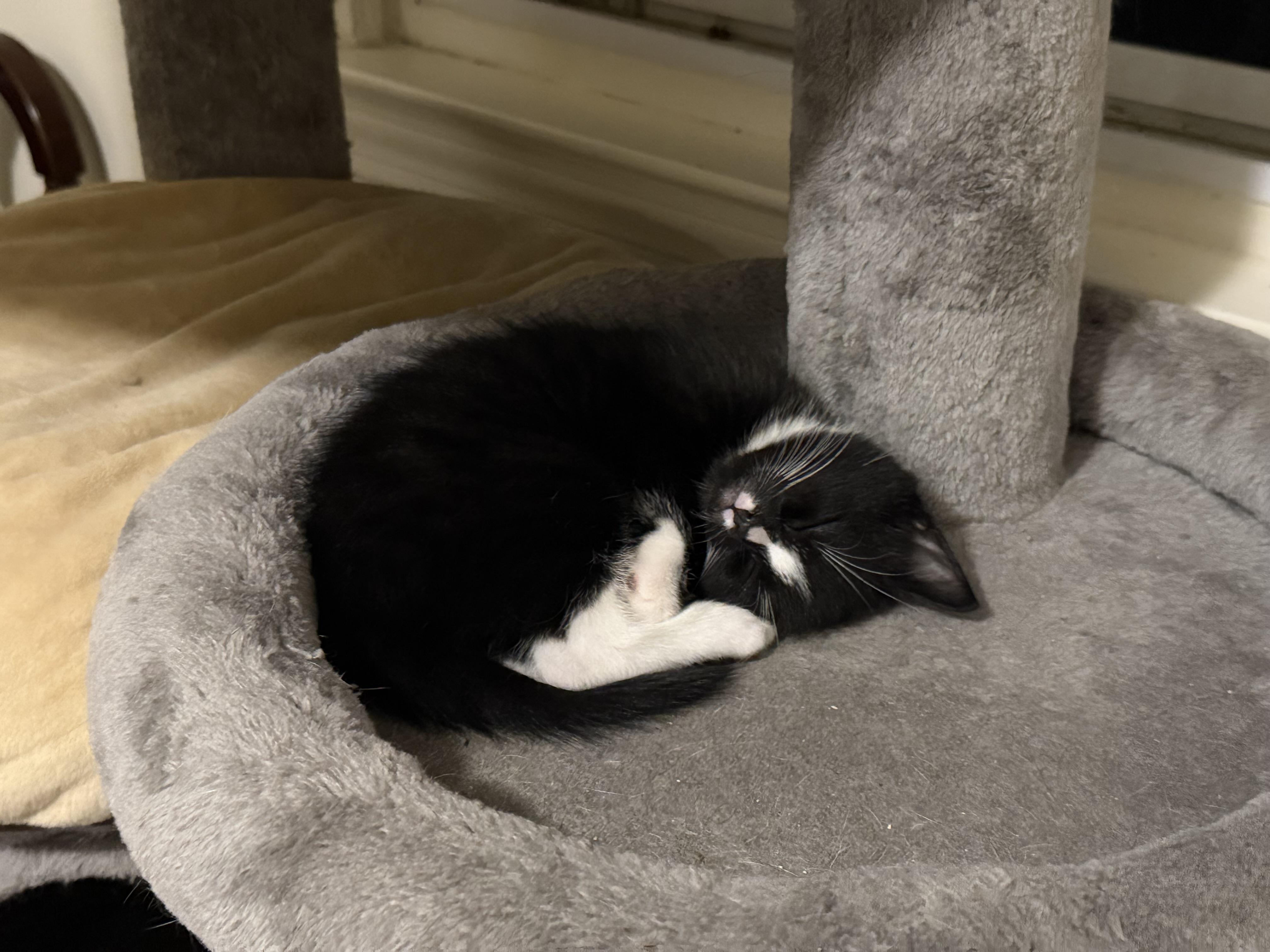 Enlarge Ludo and Louie, a Adopted mixed breed in Woodbury, CT image 3/5