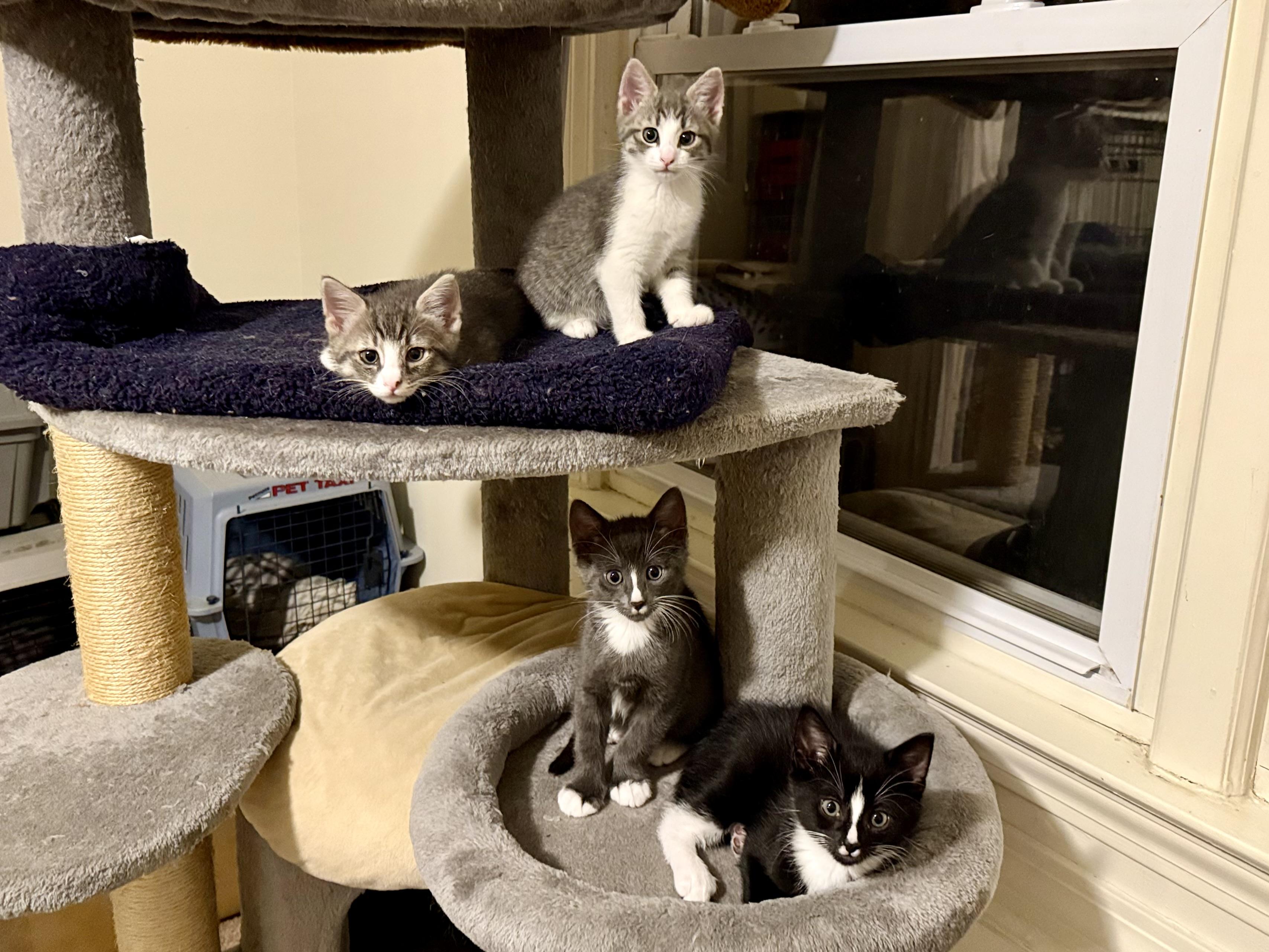 Enlarge Ludo and Louie, a Adopted mixed breed in Woodbury, CT image 4/5