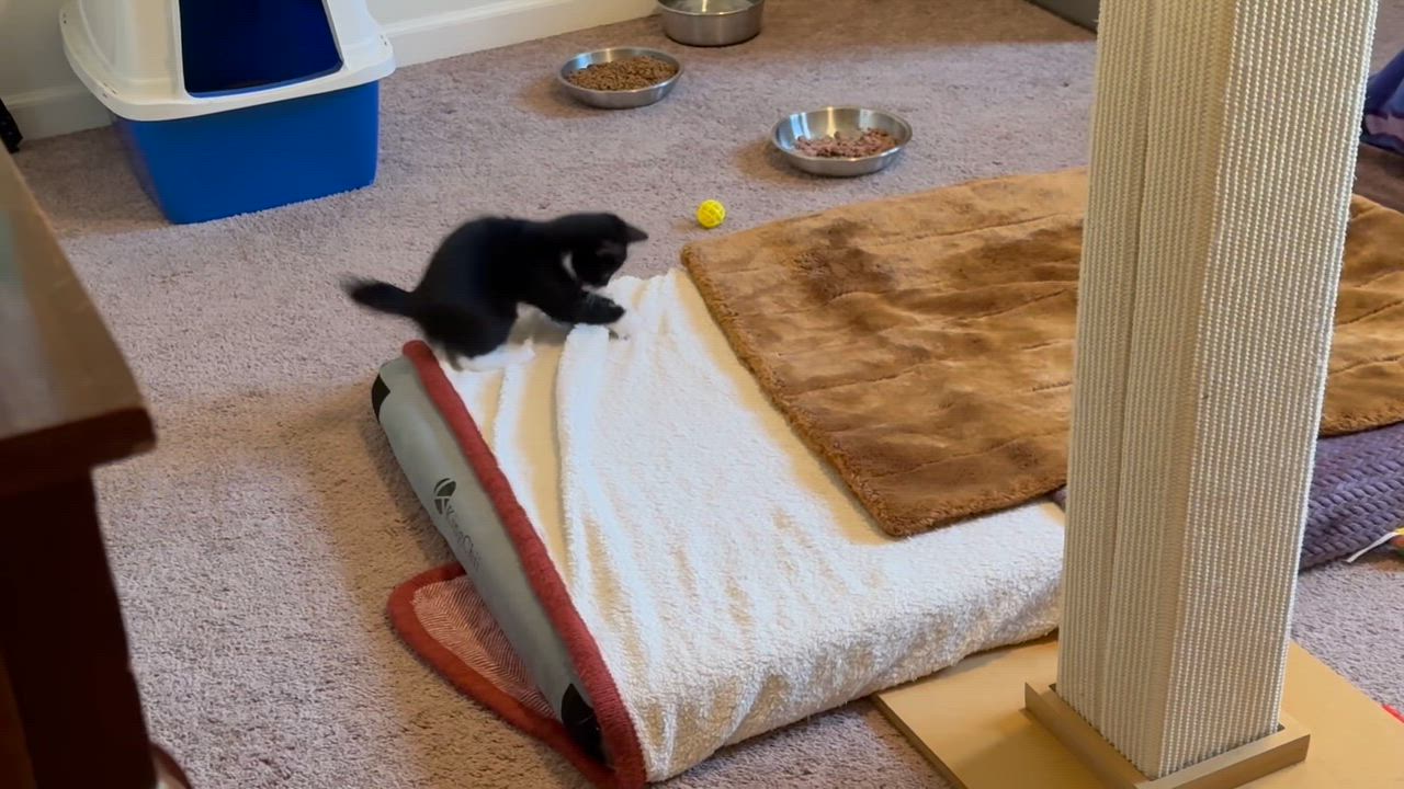 Enlarge Ludo and Louie, a Adopted mixed breed in Woodbury, CT video 5/5