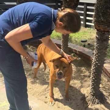 Amanda, Adoptable, Senior Female Boxer & Pit Bull Terrier.