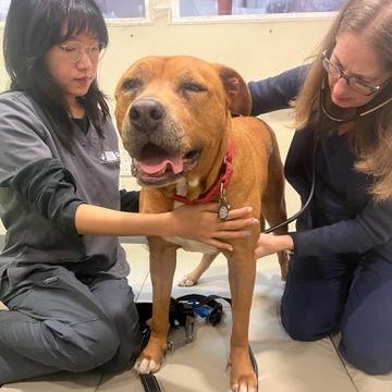 Enlarge Amanda, a Adoptable mixed breed in Los Angeles, CA image 2/6