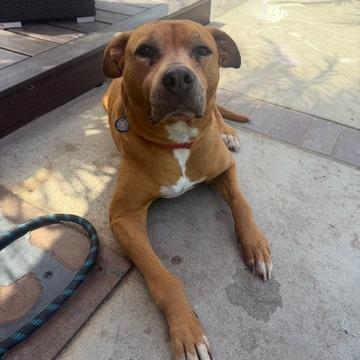 Enlarge Amanda, a Adoptable mixed breed in Los Angeles, CA image 3/6