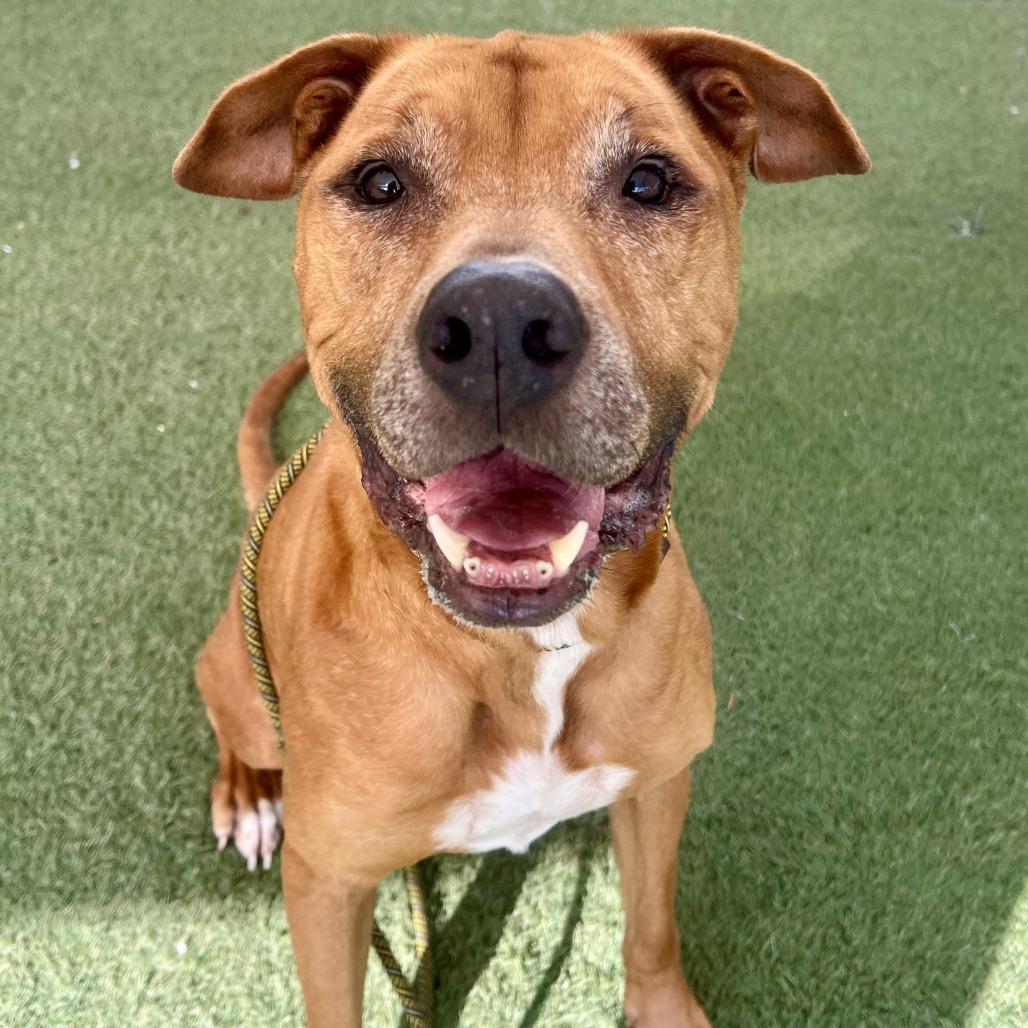 Amanda, Adoptable, Senior Female Boxer & Pit Bull Terrier.