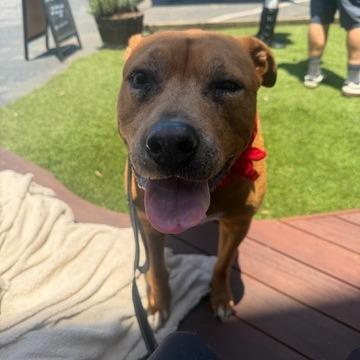 Enlarge Amanda, a Adoptable mixed breed in Los Angeles, CA image 4/6