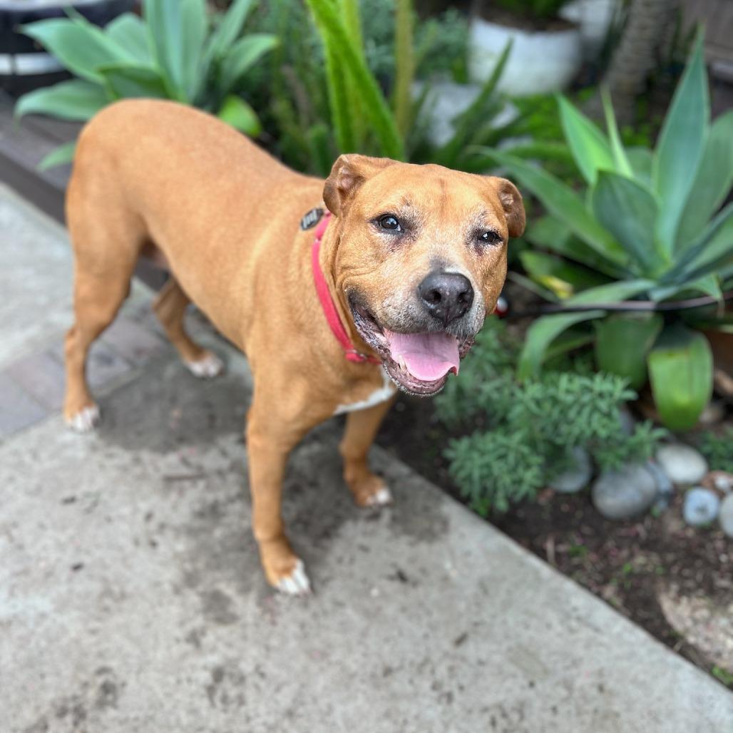 Enlarge Amanda, a Adoptable mixed breed in Los Angeles, CA image 6/6