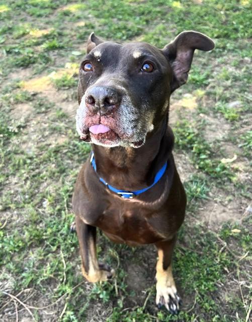 Enlarge PENNY, a Adoptable mixed breed in Sacramento, CA image 1/1