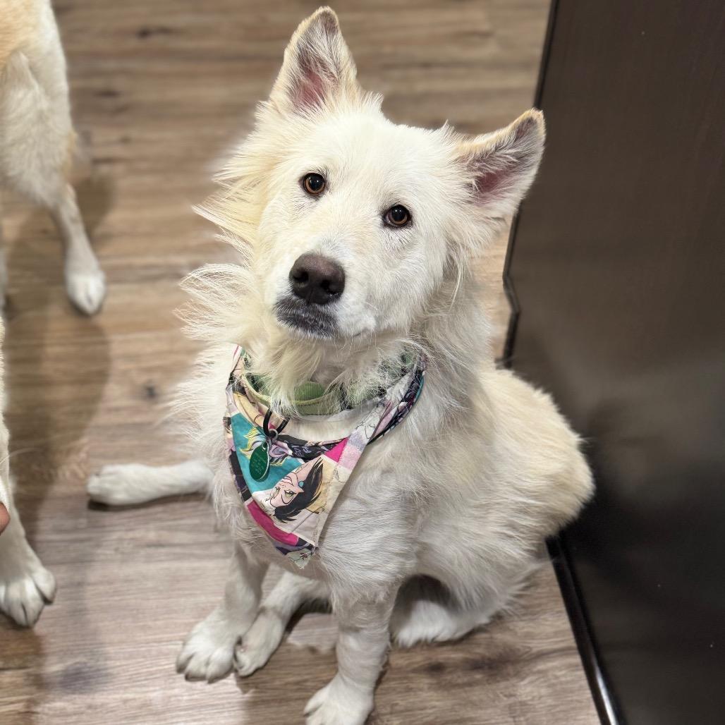 Garth, Adoptable, Young Male Husky.