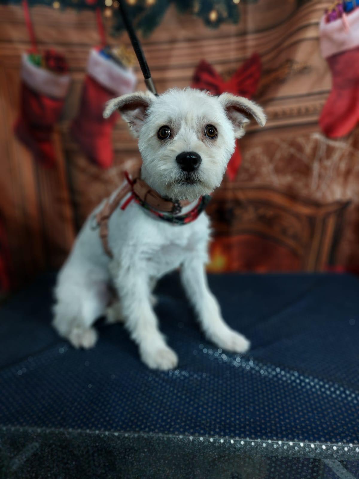 MIRANDA PRESLEY 7 months 10 lbs, a Adoptable mixed breed in san diego, CA image 2/2