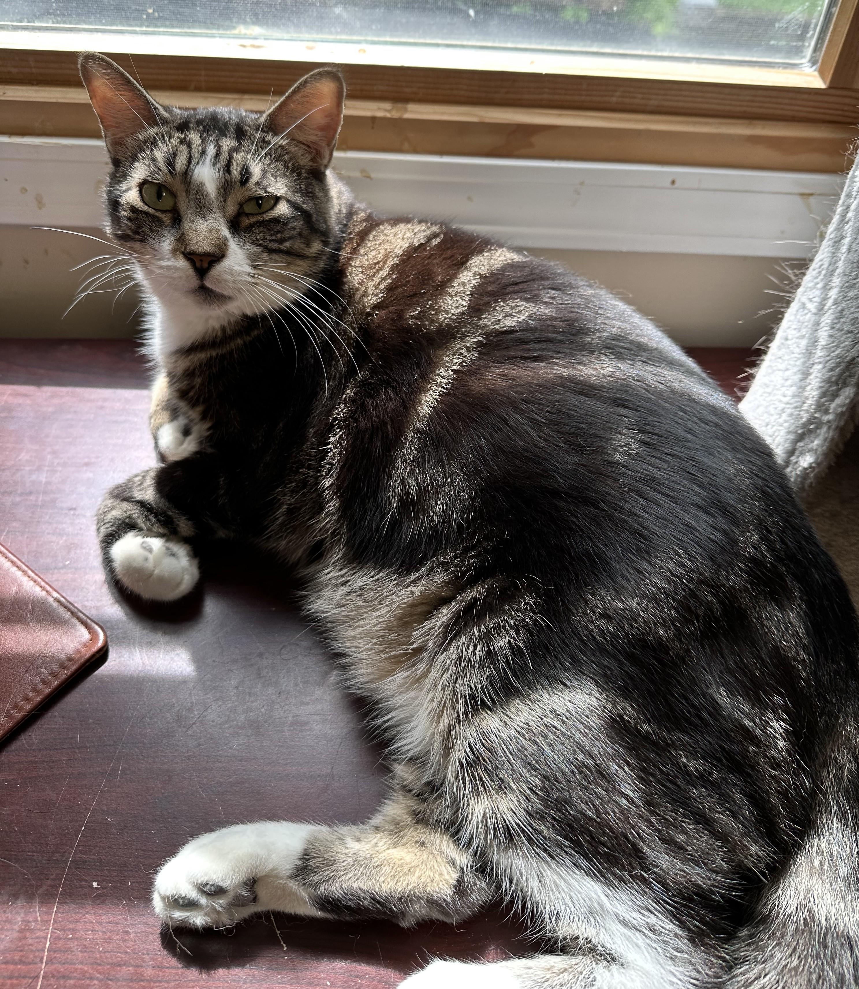 Timber, an adoptable Domestic Short Hair in Winthrop, ME, 04364 | Photo Image 1