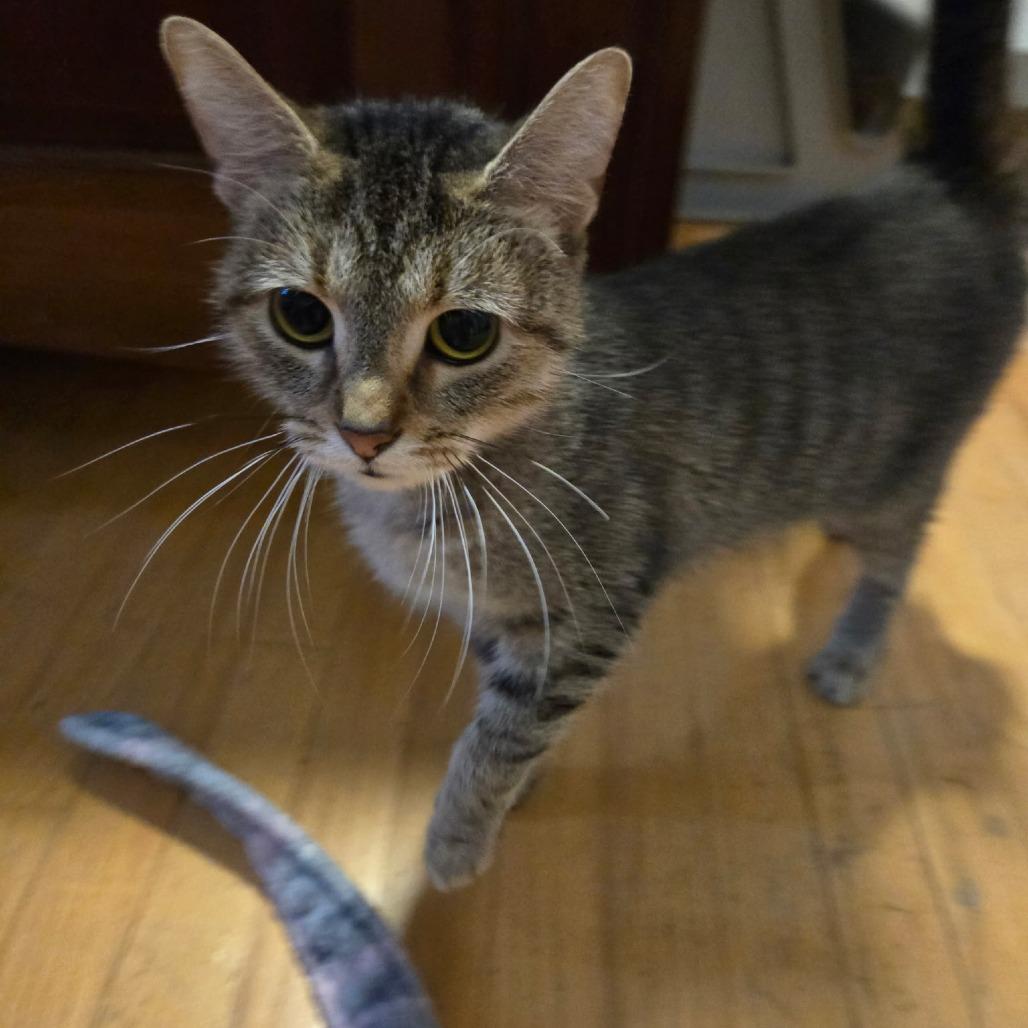 Xena, Adoptable, Adult Female Domestic Short Hair.