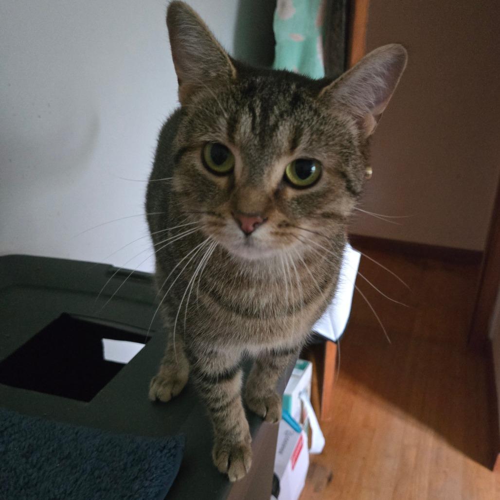 Enlarge Xena, a Adoptable Domestic Short Hair in Lima, OH image 2/2