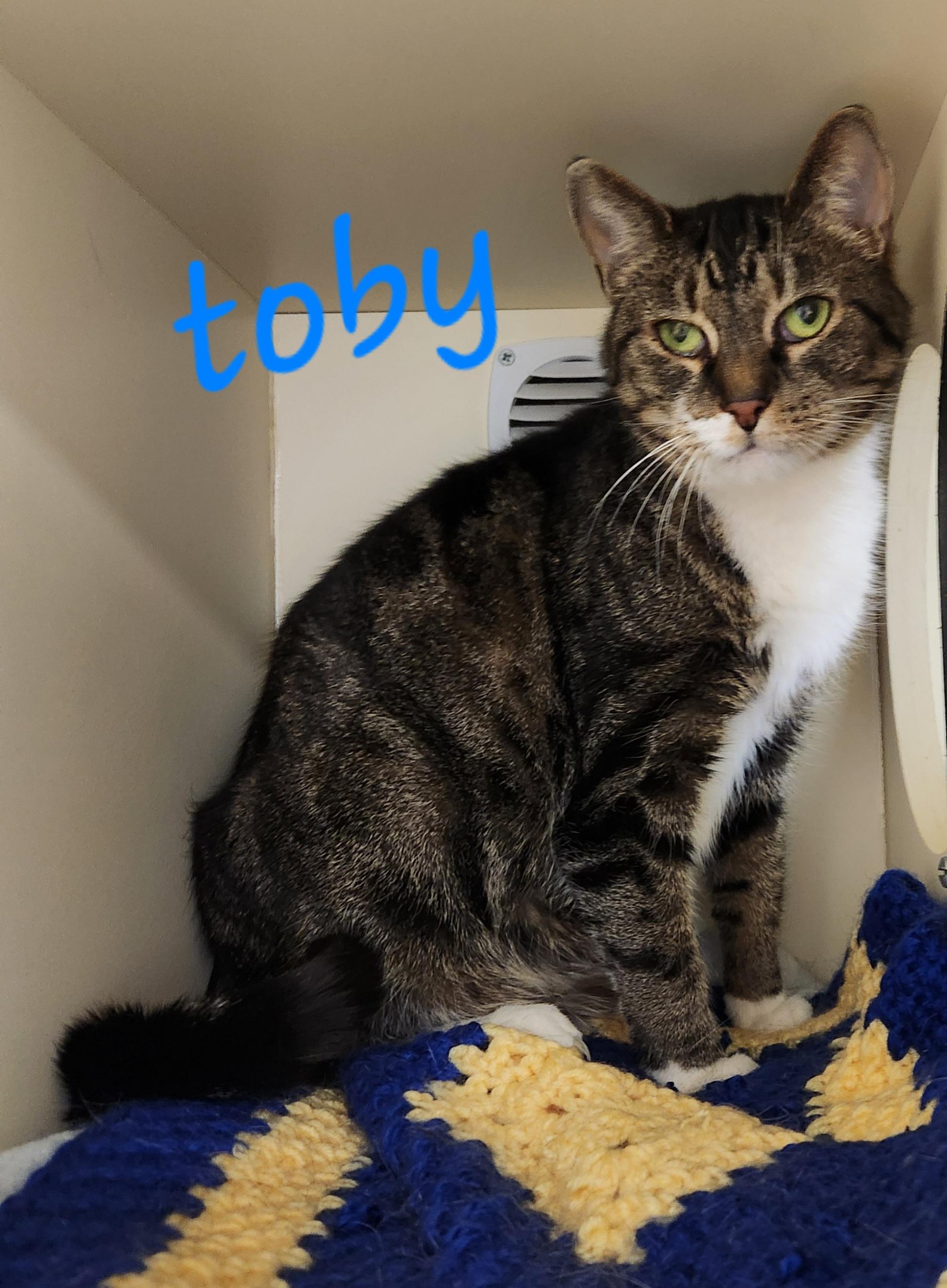 Toby, ADOPTABLE, Senior Male Domestic Short Hair.