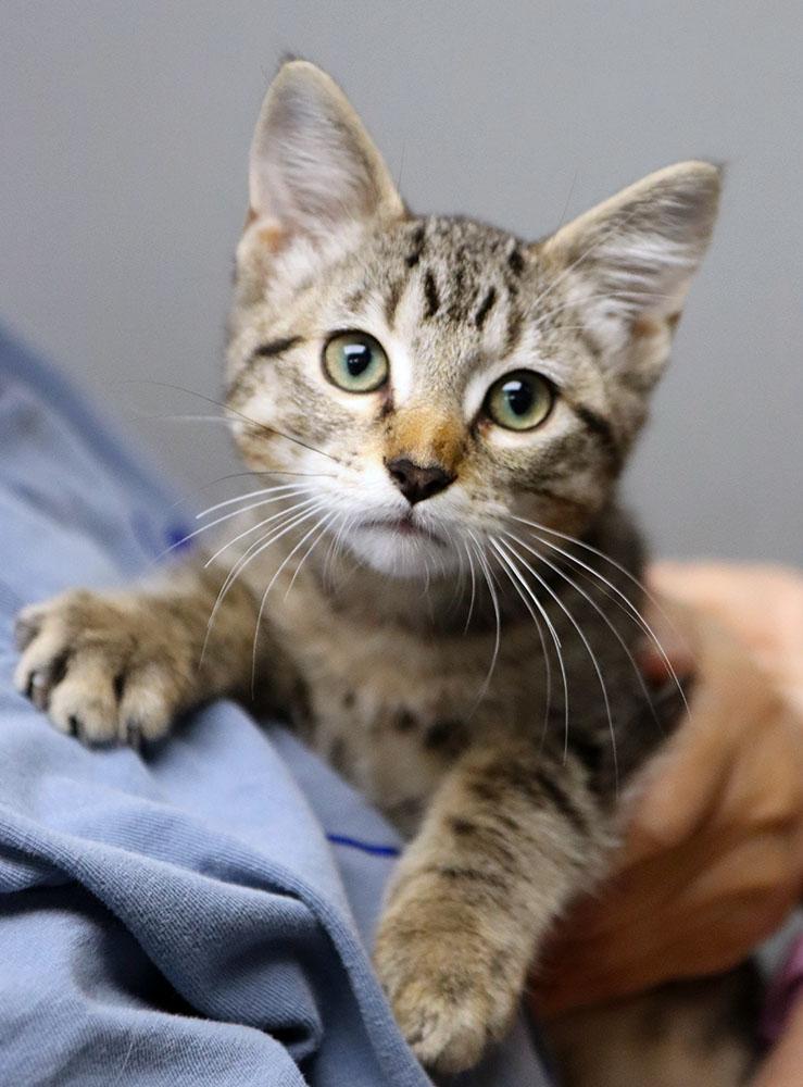 Enlarge Fedora (AO37458), a Adopted Domestic Short Hair in Kansas City, KS image 2/2