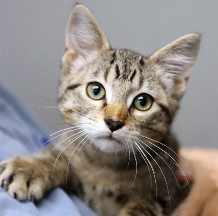 Fedora (AO37458), Adopted, Kitten Male Domestic Short Hair.