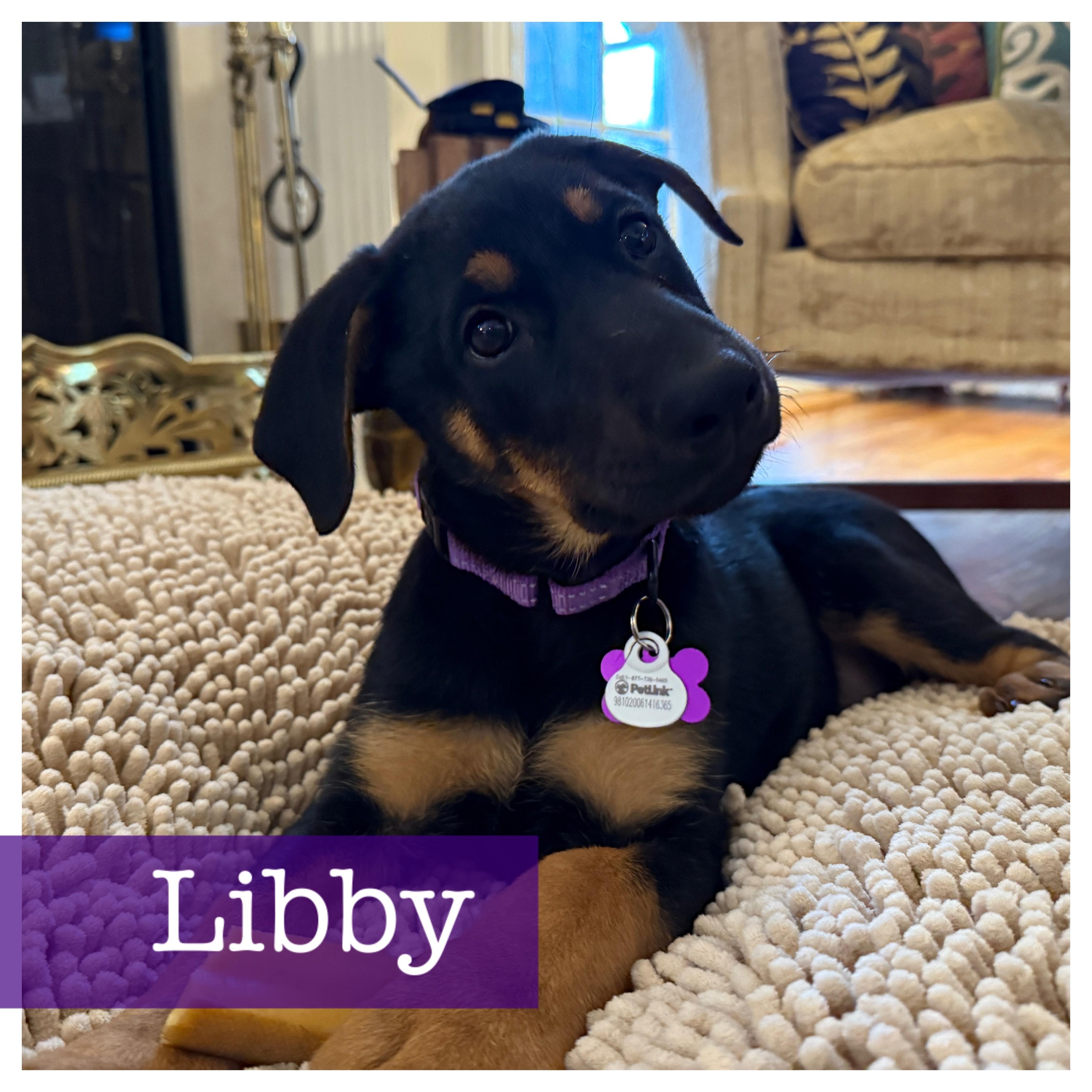 Libby, adopted, Puppy Female Rottweiler & Black Labrador Retriever.