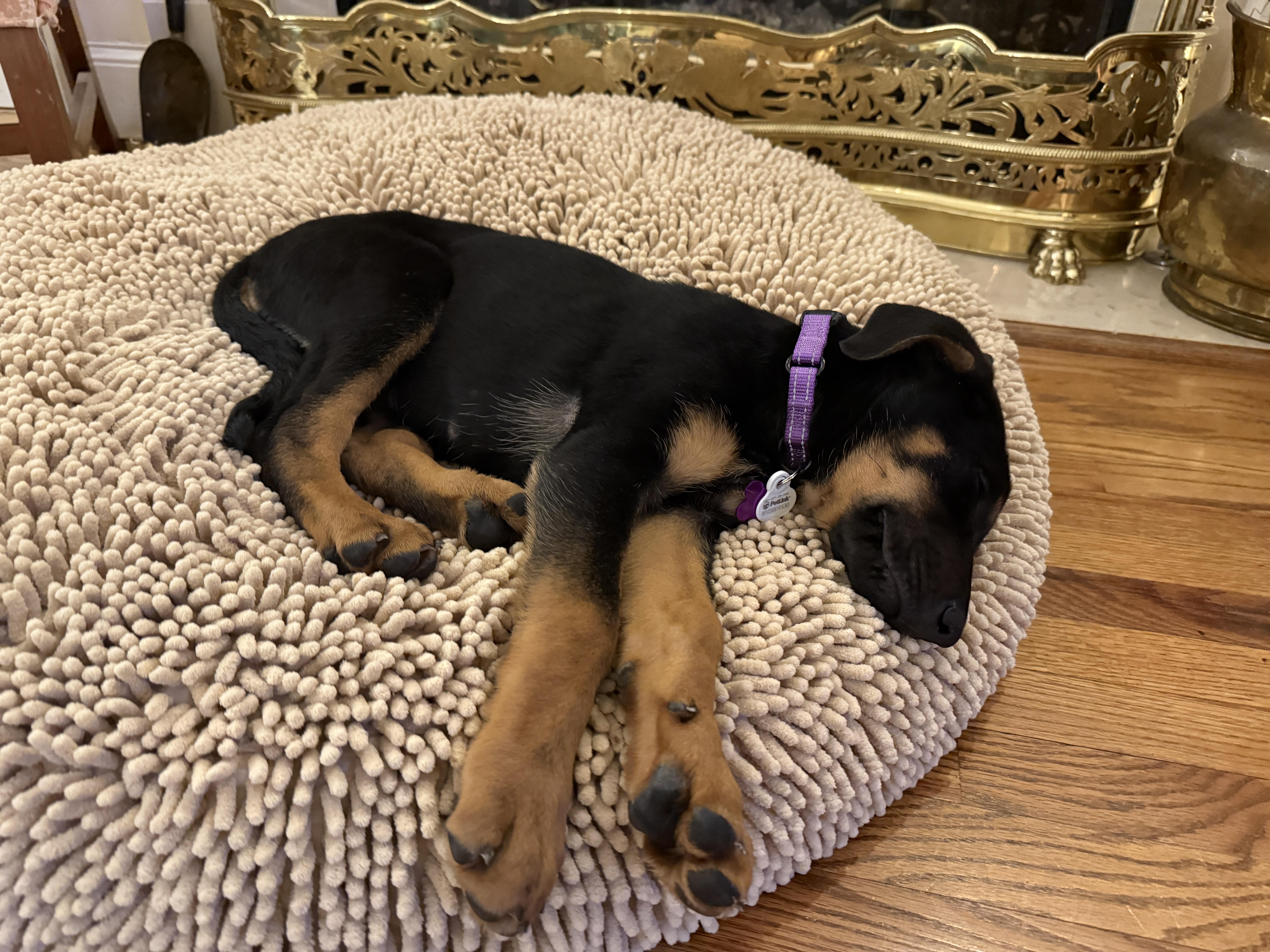 Enlarge Libby, an adopted mixed breed in Cumming, GA image 5/6