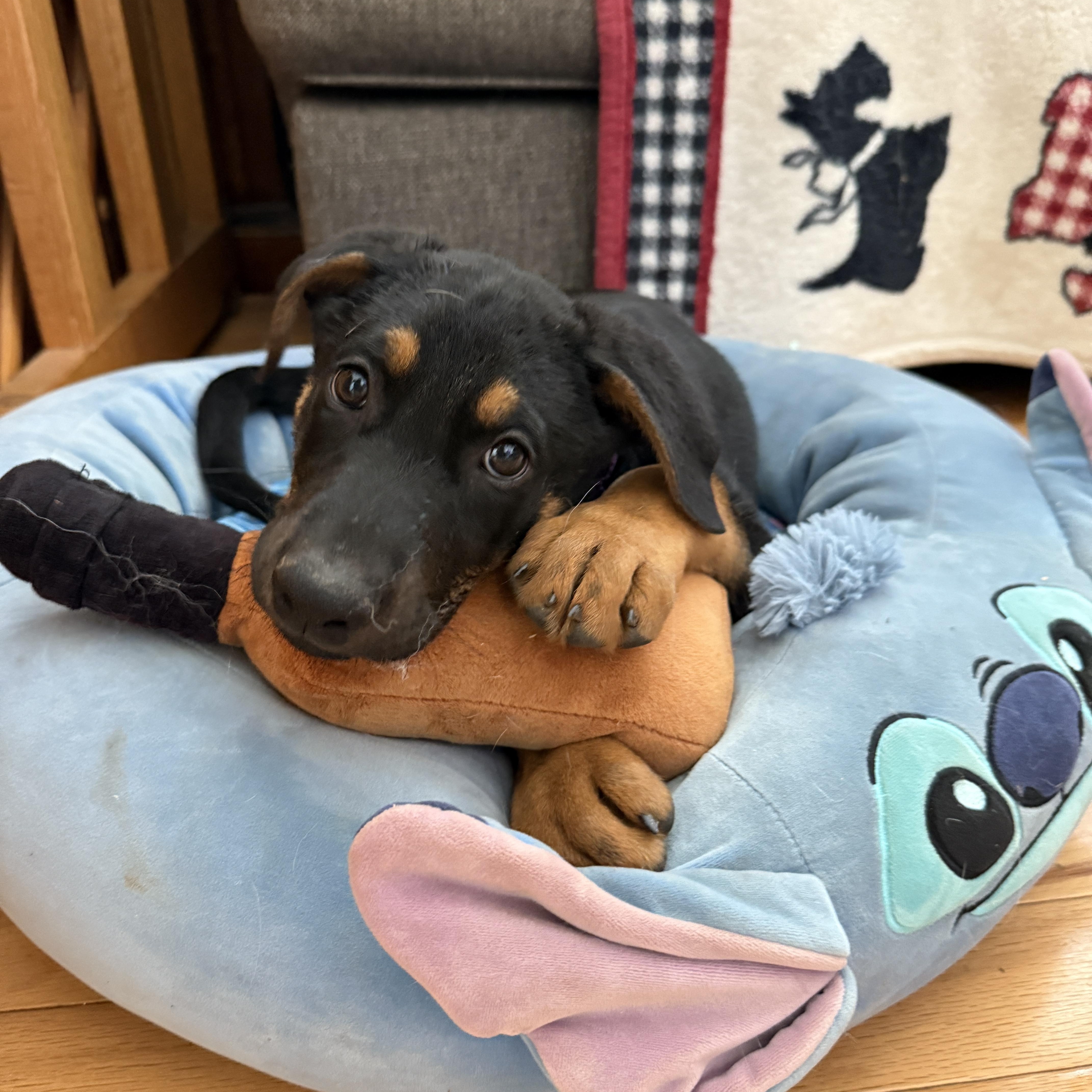 Enlarge Libby, an adopted mixed breed in Cumming, GA image 6/6