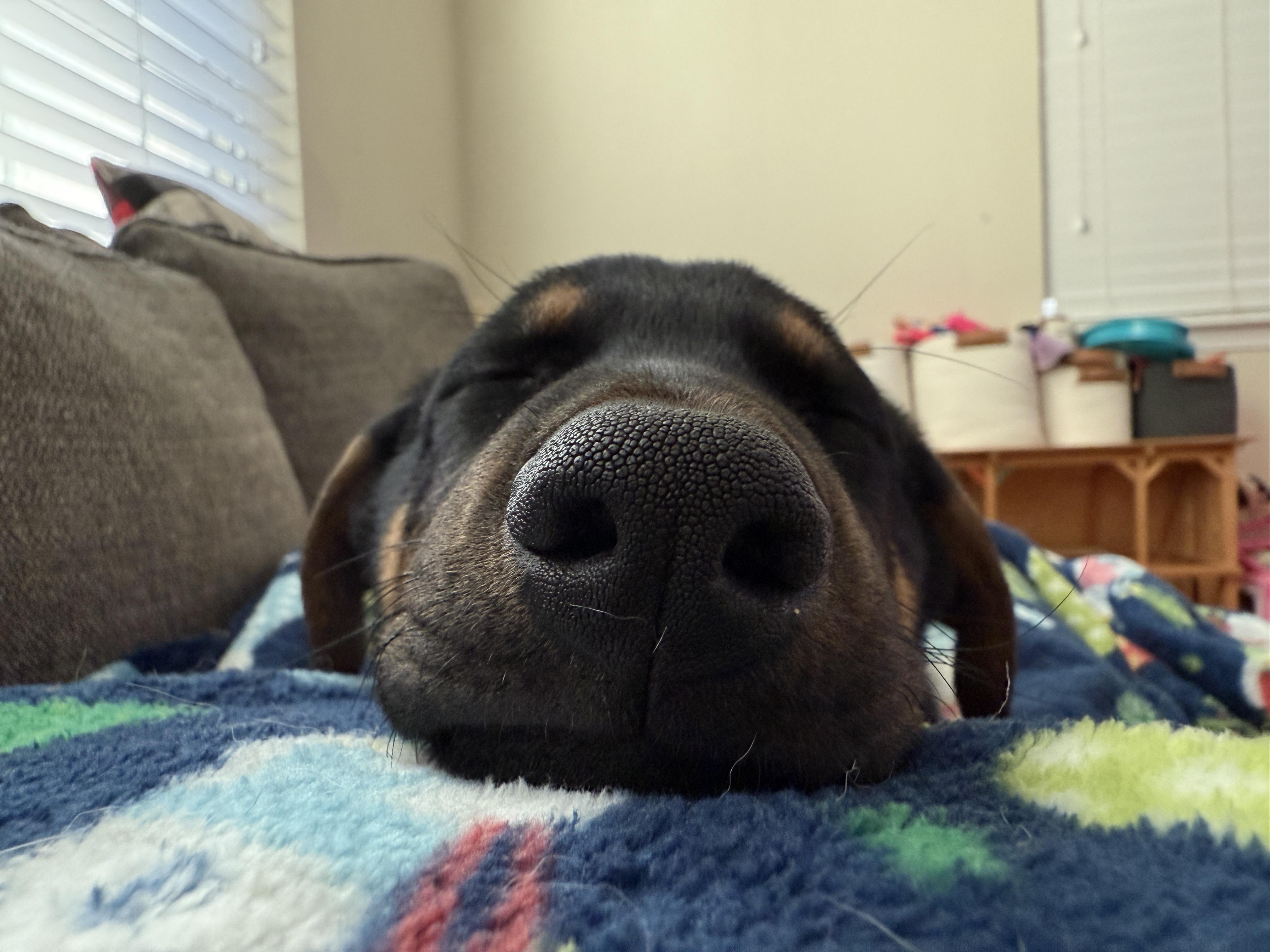 Enlarge Libby, an adopted mixed breed in Cumming, GA image 2/6