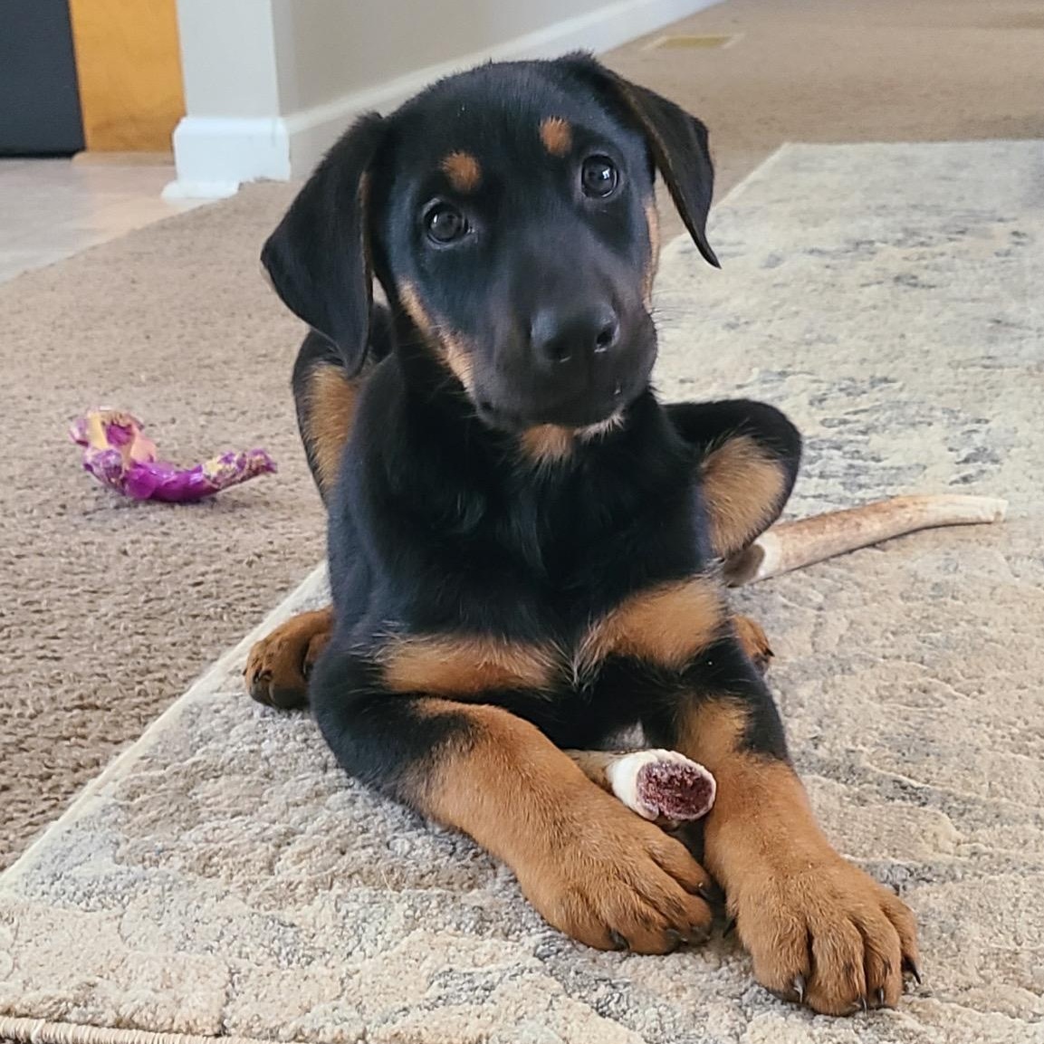Enlarge Libby, an adopted mixed breed in Cumming, GA image 4/6