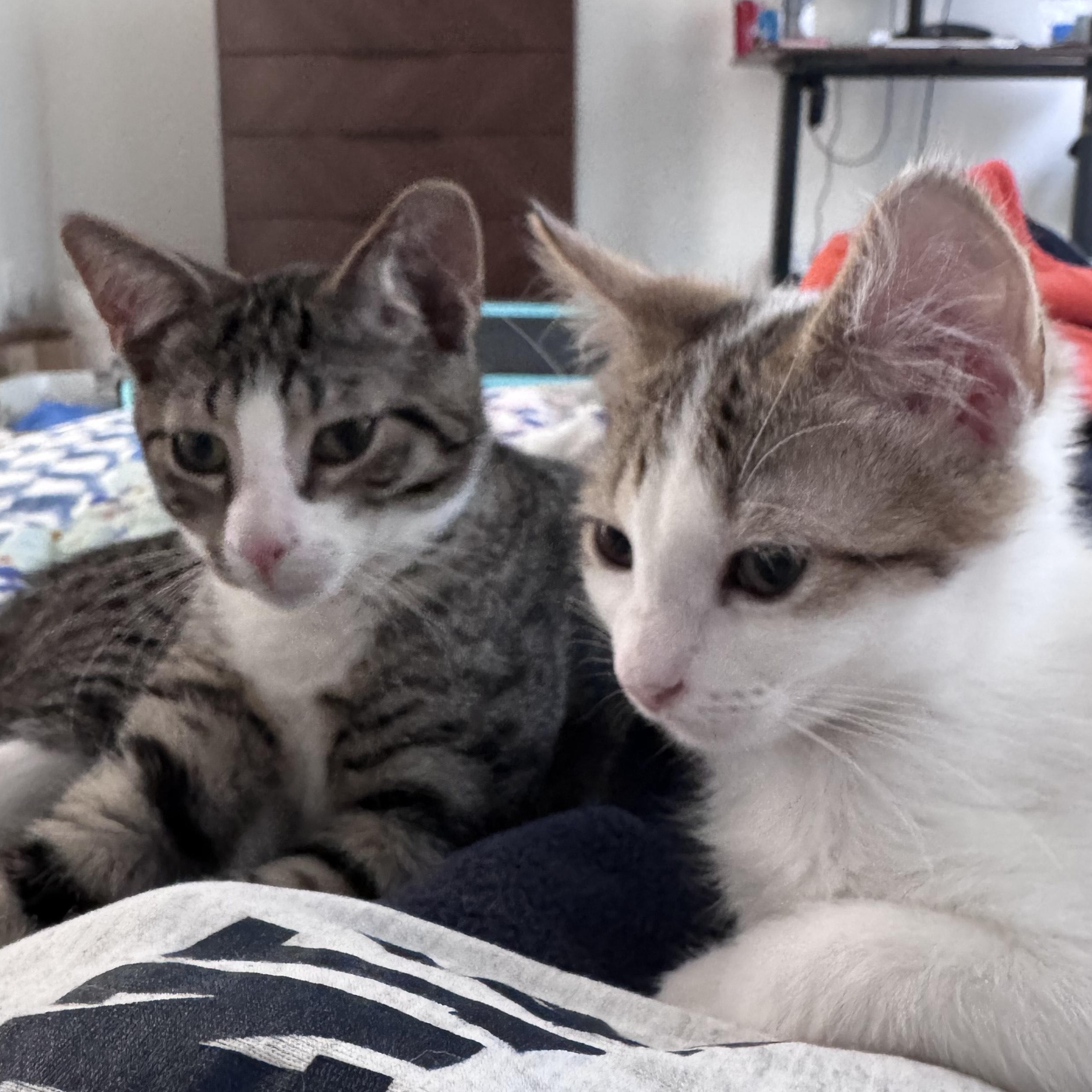 Dot & Henry, Baby Female unknown