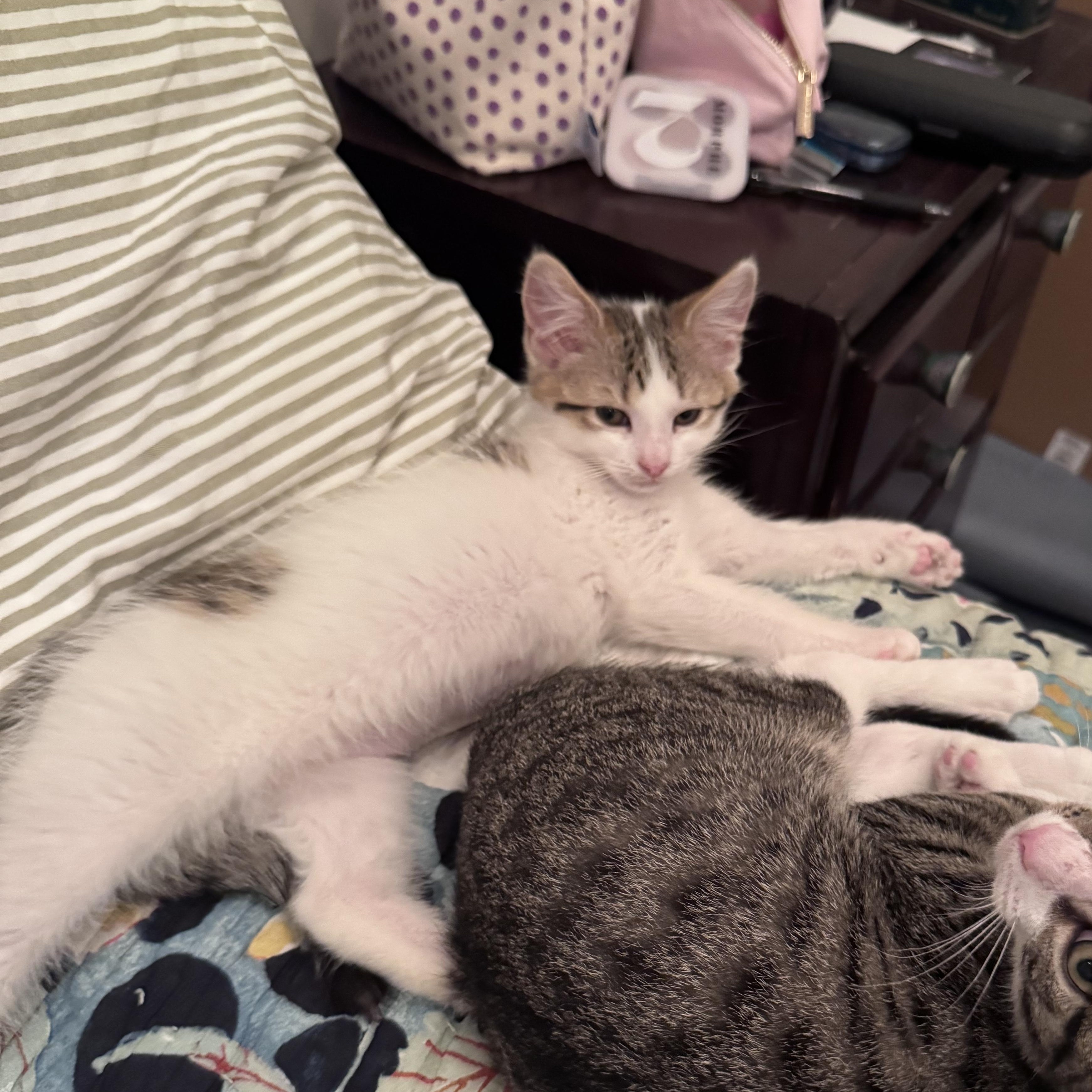 Dot & Henry photo 2