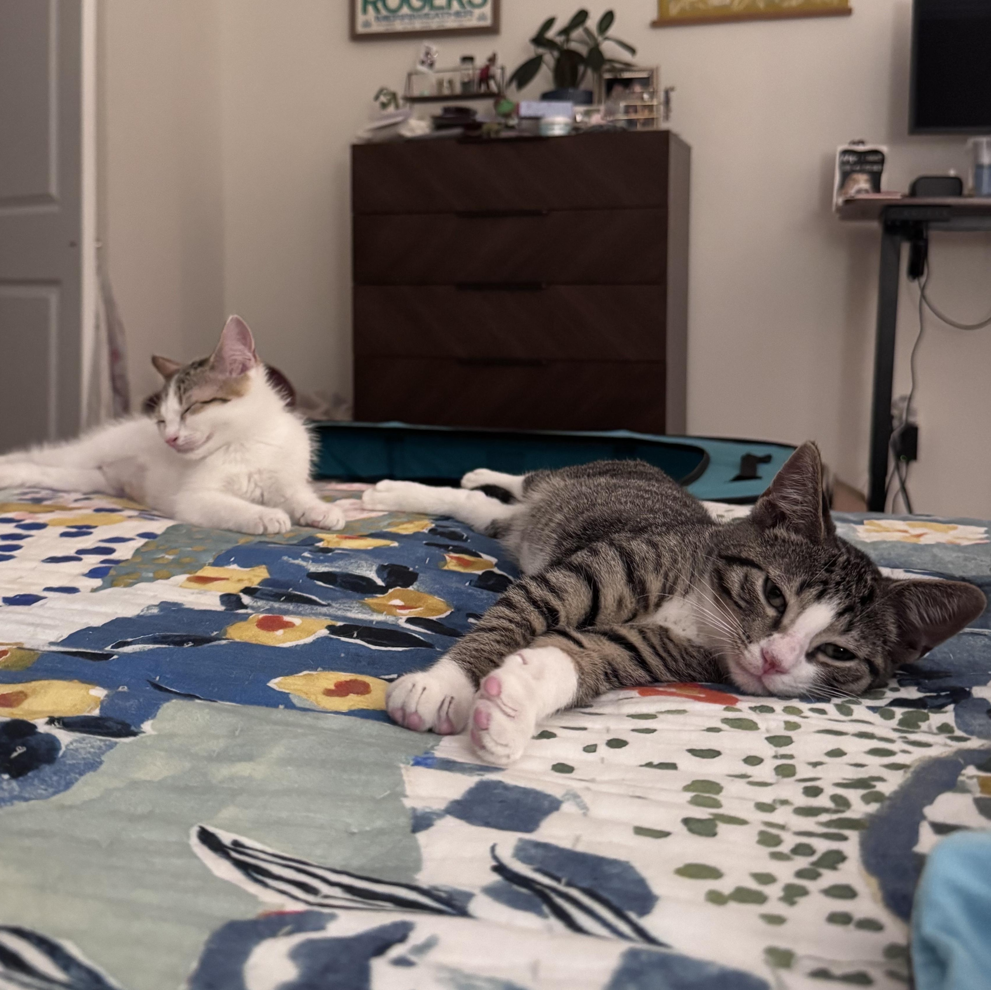 Dot & Henry photo 3