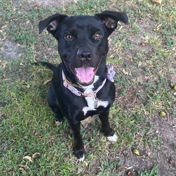 Stella, a Adoptable mixed breed in Houston, TX image 2/6